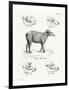 Tapir Skulls-null-Framed Premium Giclee Print