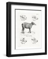 Tapir Skulls-null-Framed Premium Giclee Print