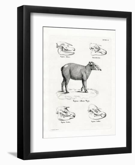 Tapir Skulls-null-Framed Premium Giclee Print