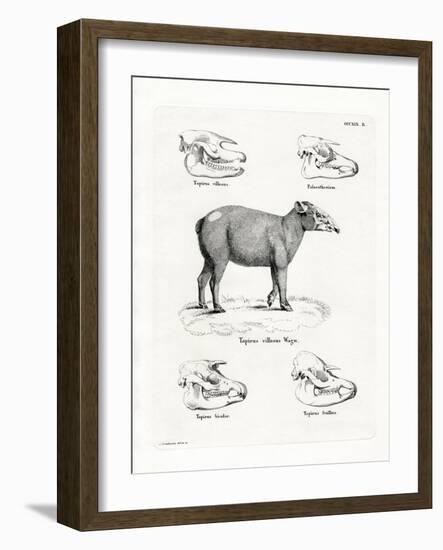 Tapir Skulls-null-Framed Giclee Print