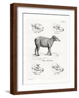 Tapir Skulls-null-Framed Giclee Print
