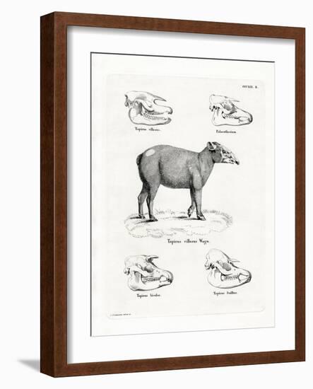 Tapir Skulls-null-Framed Giclee Print