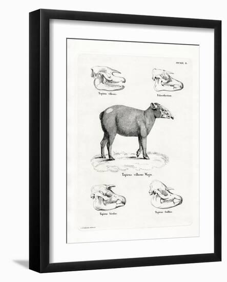 Tapir Skulls-null-Framed Giclee Print