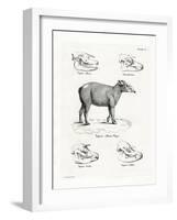 Tapir Skulls-null-Framed Giclee Print