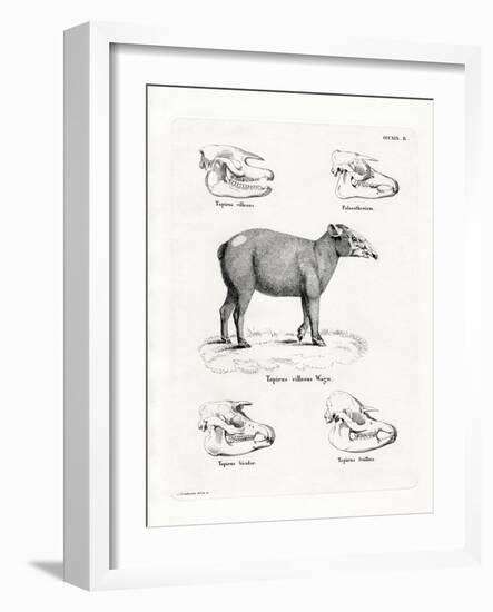 Tapir Skulls-null-Framed Giclee Print