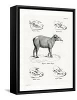 Tapir Skulls-null-Framed Stretched Canvas