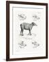 Tapir Skulls-null-Framed Giclee Print