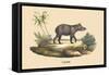 Tapir-E.f. Noel-Framed Stretched Canvas