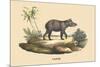 Tapir-E.f. Noel-Mounted Art Print