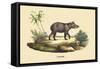 Tapir-E.f. Noel-Framed Stretched Canvas