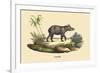 Tapir-E.f. Noel-Framed Art Print