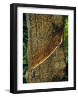 Tapped Rubber Tree on an Estate, Near Pulau Betong in the South of the Island, Penang, Malaysia-Fraser Hall-Framed Photographic Print