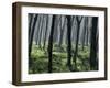 Tapping a Rubber Tree, West Province, Sri Lanka-David Beatty-Framed Photographic Print