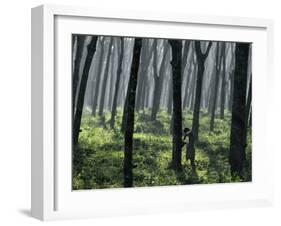 Tapping a Rubber Tree, West Province, Sri Lanka-David Beatty-Framed Photographic Print