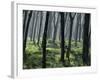 Tapping a Rubber Tree, West Province, Sri Lanka-David Beatty-Framed Photographic Print