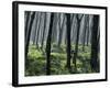 Tapping a Rubber Tree, West Province, Sri Lanka-David Beatty-Framed Photographic Print