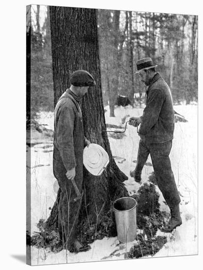 Tapping for Maple Syrup, Canada, 1936-null-Stretched Canvas