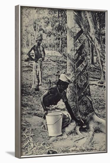 Tapping Rubber Trees, Singapore-null-Framed Photographic Print