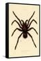 Tarantula, 1833-39-null-Framed Stretched Canvas