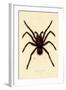 Tarantula, 1833-39-null-Framed Giclee Print