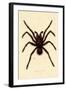 Tarantula, 1833-39-null-Framed Giclee Print