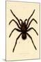 Tarantula, 1833-39-null-Mounted Giclee Print