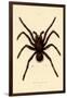 Tarantula, 1833-39-null-Framed Giclee Print