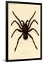 Tarantula, 1833-39-null-Framed Giclee Print