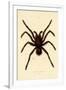 Tarantula, 1833-39-null-Framed Giclee Print