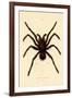 Tarantula, 1833-39-null-Framed Giclee Print