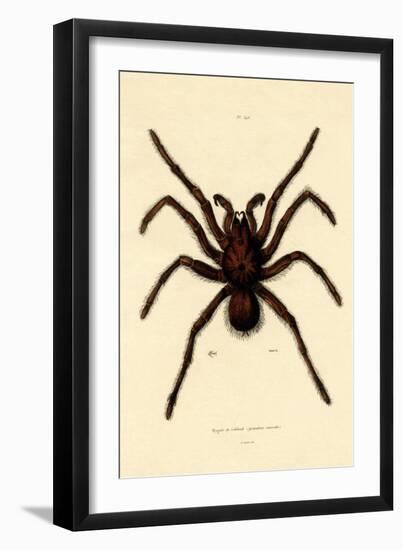 Tarantula, 1833-39-null-Framed Premium Giclee Print
