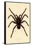 Tarantula, 1833-39-null-Framed Stretched Canvas