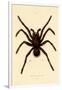 Tarantula, 1833-39-null-Framed Premium Giclee Print