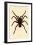 Tarantula, 1833-39-null-Framed Giclee Print