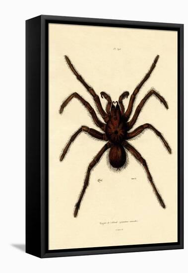 Tarantula, 1833-39-null-Framed Stretched Canvas