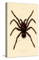 Tarantula, 1833-39-null-Stretched Canvas