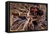 Tarantula, Baboon Spider-null-Framed Stretched Canvas