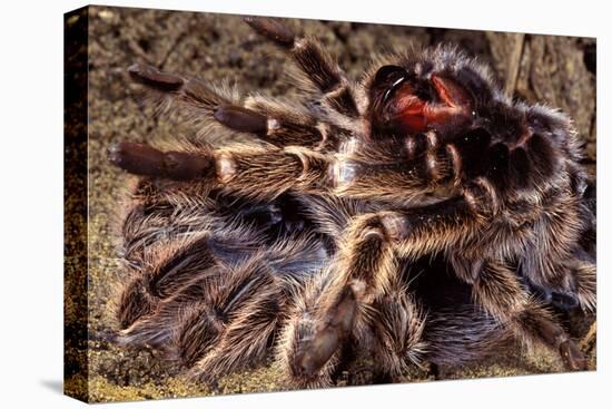 Tarantula, Baboon Spider-null-Stretched Canvas