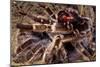 Tarantula, Baboon Spider-null-Mounted Premium Photographic Print