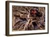 Tarantula, Baboon Spider-null-Framed Photographic Print