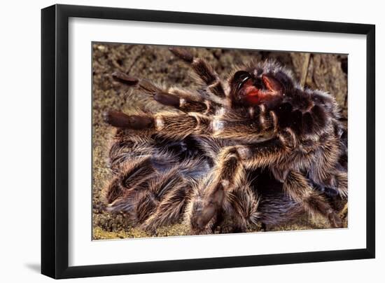 Tarantula, Baboon Spider-null-Framed Photographic Print