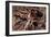 Tarantula, Baboon Spider-null-Framed Photographic Print