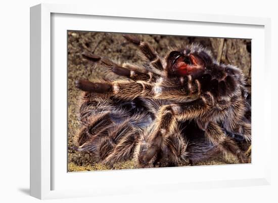 Tarantula, Baboon Spider-null-Framed Photographic Print