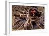 Tarantula, Baboon Spider-null-Framed Photographic Print