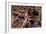 Tarantula, Baboon Spider-null-Framed Photographic Print