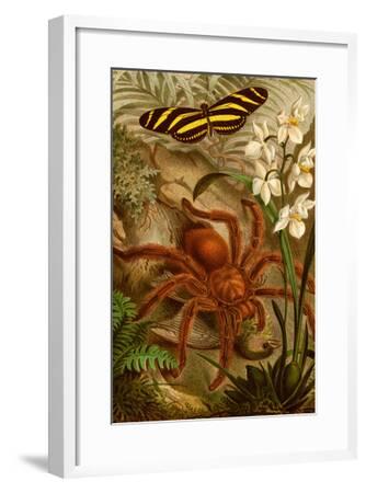 man o war or tarantula man o war or tarantula