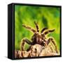 Tarantula, Bird-Eating Spider-Andy Teare-Framed Stretched Canvas