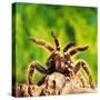 Tarantula, Bird-Eating Spider-Andy Teare-Stretched Canvas