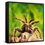 Tarantula, Bird-Eating Spider-Andy Teare-Framed Stretched Canvas