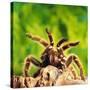 Tarantula, Bird-Eating Spider-Andy Teare-Stretched Canvas